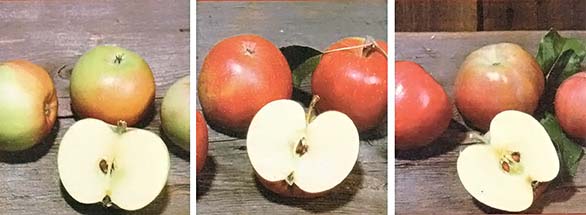 LEFT: Newtown Pippin, a classic American winter apple since the 18th century. CENTER: Esopus Spitzenberg, considered by many to be the finest apple for home orchards. RIGHT: Crisp and tangy, the Northern Spy is perfect for cooking or eating out-of-hand.